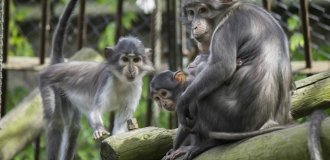 Дымчатый мангобей: те самые приматы, с кого началась эпидемия ВИЧ и СПИД (8 фото)