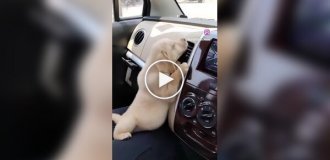 A wind-loving puppy in a car