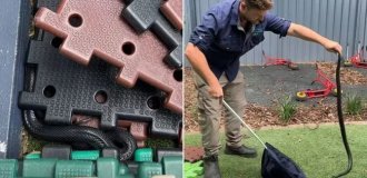 A poisonous snake was caught in a kindergarten in Australia (1 photo + 1 video)