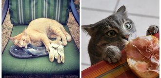 20 воришек, которых хочется простить с первой секунды кражи (21 фото)