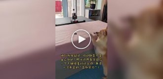Собака демонстрирует необычный навык — стреляет резинками