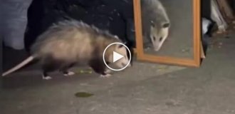 A possum's reaction to its reflection in the mirror