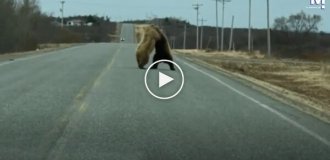 Два медведя устроили драку прямо посреди шоссе на Аляске