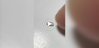 Не весь рис, который вы ели, мог быть настоящим