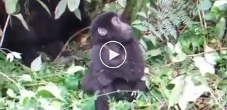 Дитинча горили вчиться бити себе кулаками в грудях