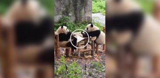 Riddle: how pandas survive in the wild