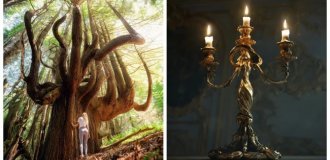 Как ветра и случайность спасли секвойи Затерянного Берега (23 фото + 1 видео)