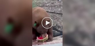 Ведмідь вкрав їжу з холодильника сім'ї і з'їв її у них на очах