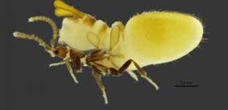 Австроспирахта: жук отрастил чучело термита на спине, чтобы обмануть колонию (6 фото)