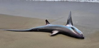 6-meter monster: a fisherman found an endangered shark with a strange body on the beach (5 photos)