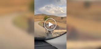 Donkey takes his owner home