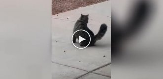 «Куда убежал»: невнимательный котик показал, почему не стоит играть с едой