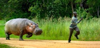 Бегемот: потіє «кров'ю», полює на крокодилів і не вміє плавати (17 фото)
