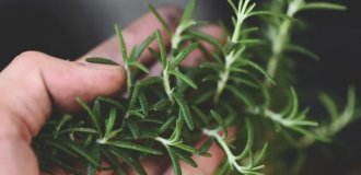 Rosemary and sage contain a substance that can reverse Alzheimer's disease (4 photos)