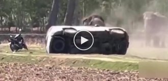 В Таиланде слон пришел в ярость после того, как ему помешали уединиться с подругой