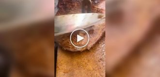 Холестерин-экспресс: огромный мясной бутерброд