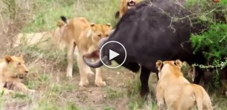 Буйволы спасли сородича от львов