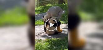 Будни смотрителей за пандами