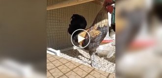 Петух перестарался