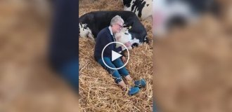 Фермеры зарабатывают на объятиях с коровами из-за падения цен на молоко