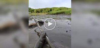 A coyote was successfully pulled out of a muddy swamp