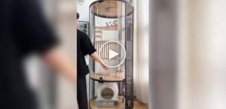 Квартира для котов