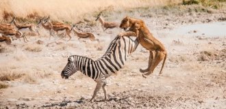 Зебры: не бегут от льва, а дают бой! (13 фото)