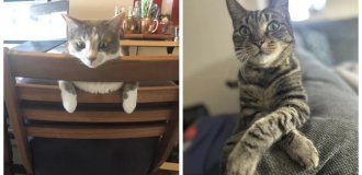 30 cat poses that are funnier than any meme (31 photos) (photo)