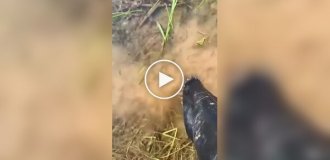 Прозрачная вода скрывает пиявок, реагирующих на движение и тепло