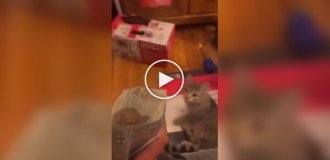 Реакция кошки на кошачью мяту