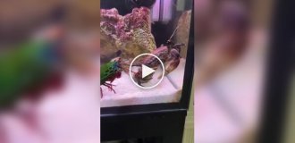 Цікаві факти про рак-богомола