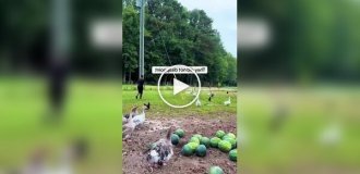 Видео-подборка: забавная реакция животных на обморок