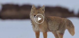 Мемная тибетская лисица во время охоты