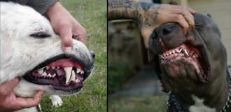 Рейтинг собак за потужністю укусу: яка порода виявилася дуже сильна? (11 фото)