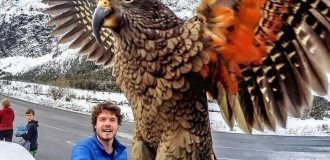 Predatory parrot from the highway: why New Zealand farmers hate kea (4 photos + 1 video)