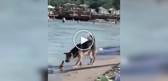 A smart dog stole a bottle of beer from people on the beach in Odessa