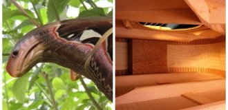 17 яскравих прикладів того, як майстерно світ може дурити зір і грати з нашим сприйняттям (18 фото)