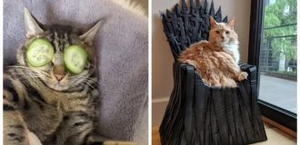 20 примеров из жизни пушистых в стиле котакшери-лакшери (21 фото)