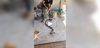 Grandmother shows miracles of agility when she meets snake