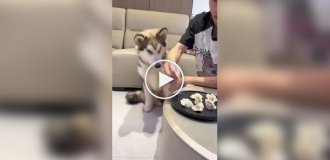 A dog who will never go hungry