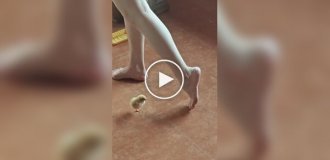 Способный ученик