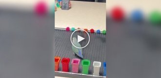 A parrot got into the Guinness Book of Records thanks to its ability to distinguish colors