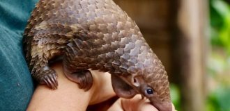 Tongue in the Chest, Stomach Crusher: How a Pangolin Eats Without Teeth (3 photos)