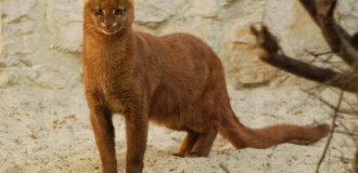 Ягуарунди — «маленькая пума» из Центральной Америки (6 фото)