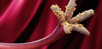 Allergy culprits in all their glory (17 photos)