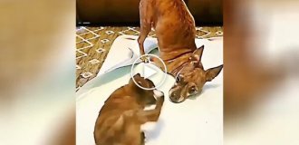 Dog teaches a puppy without paws to stand on its own