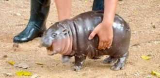 Totem animal: a baby pygmy hippopotamus from Thailand became a star of social networks (11 photos)