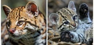 8 удивительных фактов об оцелоте — загадочной кошке джунглей (9 фото)