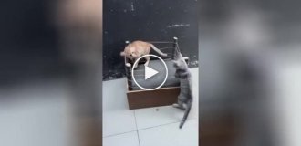 Tough fight between two furry creatures in a mini-ring