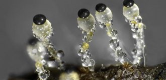 Навозная пушка: существо стреляющее быстрее автомата Калашникова (5 фото)